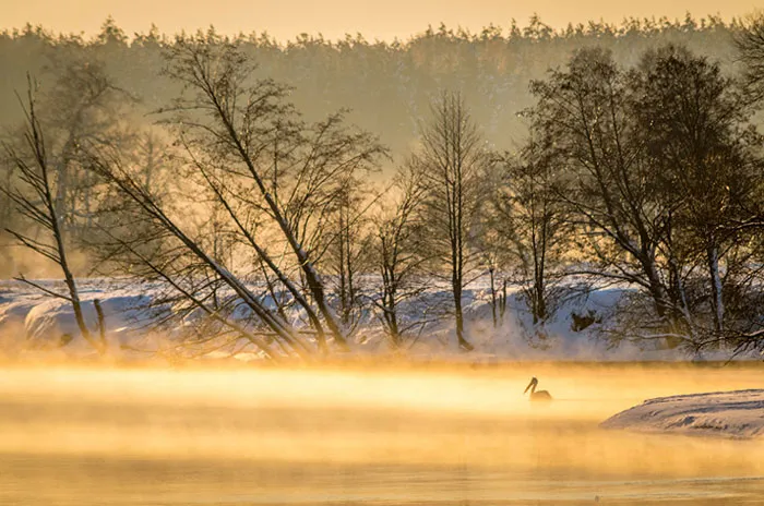 Дмитрий Барков «Утро с пеликаном». фото